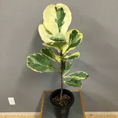 2025年最新】カシワバゴム 斑入りの人気アイテム - メルカリ