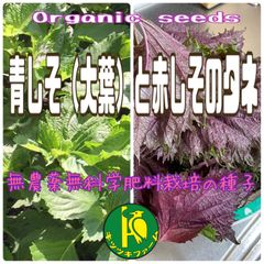 青しそ（大葉）と赤しそ（赤縮緬）のタネ　各1ml  （青・赤各々約450粒〜500粒）無農薬無科学肥料栽培のタネ