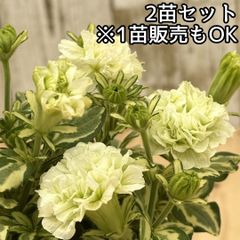 鉢花・花苗・リーフ等(1苗・同梱依頼OK)