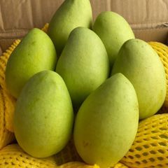 「5月13-14日入荷、入荷次第出荷」　生鮮  ベトナム産 グリーンマンゴー カッチュ種 1箱ー約2kg