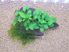 356．流木付き水草 アヌビアスナナプチ ウィーピングモス