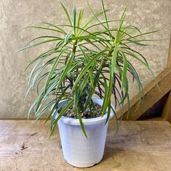 多肉植物　セネシオ クレイニア（モンキーツリー）