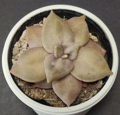 エケベリア 原種  シチュエンシス シチュ  xichuensis xichu ケーレス実生苗 月曜or火曜日発送。
