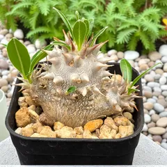 ☆P-6 珍品 パキポディウム エブレネウム×デンシカウレ 鉢ごとメルカリ便 ☆P-6 珍品 パキポディウム エブレネウム×デンシカウレ 鉢ごと