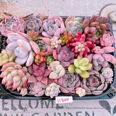 多肉植物 寄せ植えset♡11300