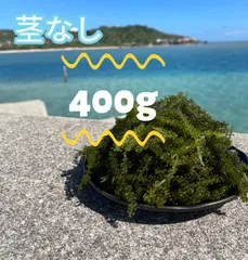海ぶどう（茎なし）奥武島産ぷちぷち400g