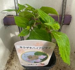 花付き　山アジサイ★キクザキハイアジサイ★根本の花弁(花びら)が大きく、花の一つひとつが迫力ある　 ３号
