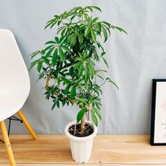 ［現品］1番　シェフレラ　曲がり　7号　観葉植物　室内　爽やか　おしゃれ　ユニーク　個性的