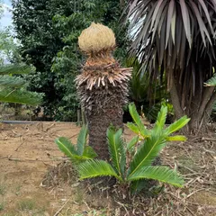 ソテツ『超特大サイズ』近畿地方限定配達&植込み無料❗️その他地方の