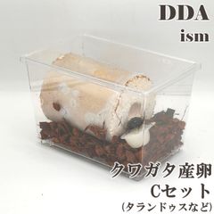 ＼4点フルセット／  産卵マニュアル付き！カワラ種に最適！【DDA】クワガタ産卵Ｃセット ケース 産卵木 ゼリー 床材 入り dda クワガタ カブトムシ 昆虫 産卵セット 飼育セット 自由研究