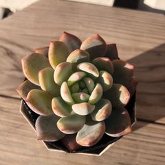 火祭りと紅葉祭りカット苗 寄せ植え 多肉植物 - メルカリ