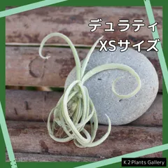 2025年最新】チランジアの人気アイテム - メルカリ