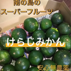 SALE！奄美大島産　無農薬　けらじみかん　ケラジミカン