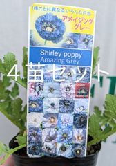 【４苗セット】特価　アメージンググレイ　アメイジンググレイ　シャーレーポピー　希少　アンティークカラー　くすみカラー　ガーデニング　花苗