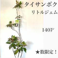 ★大特価！　タイサンボク　リトルジェム苗木　★数限定です！　　苗・苗木　140㌢大苗　★若木のうちから花を付け、かなり低いところにある枝にも花が咲きます！　★白い花には良い香りがあり、四季咲き性が強く、春から晩秋まで開花します