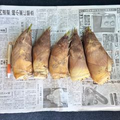 和歌山県産　本日4/17 朝採れ　天然たけのこ　2kg  無農薬　糠お付けします。