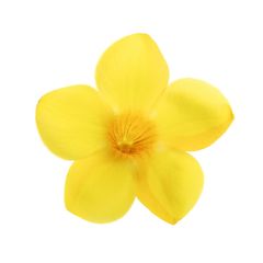 ☆キャッサバ挿木用苗木(穂木)50本入り☆(黄色系スイート種