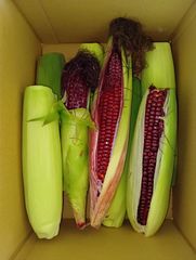 訳あり！　大和ルージュ（日本初！赤いスイートコーン）約3kg　お試し価格！