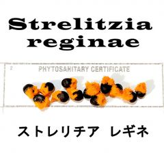 5月入荷 20粒 ストレリチア レギネ Strelitzia reginae 種