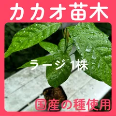 ※カカオ様限定　喜界島産カカオ苗 – 南国から届く特別な一株　2本セット カカオ様限定 喜界島産カカオ苗 – 南国から届く特別な一株 2