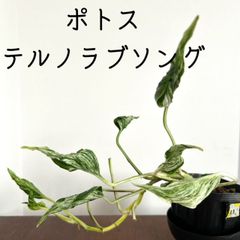【ポトス/テルノ ラブソング/11】希少 レア ハンギング インテリアプランツ 吊るす 蔓性植物 観葉植物 室内
