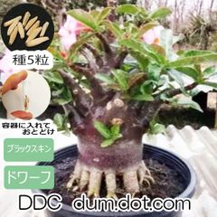 アデニウム ドワーフ 種子 5粒 ブラックスキン ddc 塊根植物 アラビカム