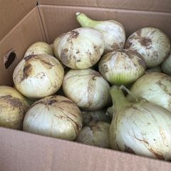 愛媛新玉ねぎ20キロ激安‼️