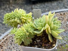 多肉植物 ☘️ チョコレート錦 ② 抜き苗 - メルカリ